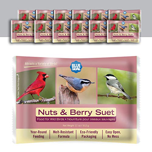 Best Bird Seed For Cardinals And Blue Jays (2023 Updated) Taste of St