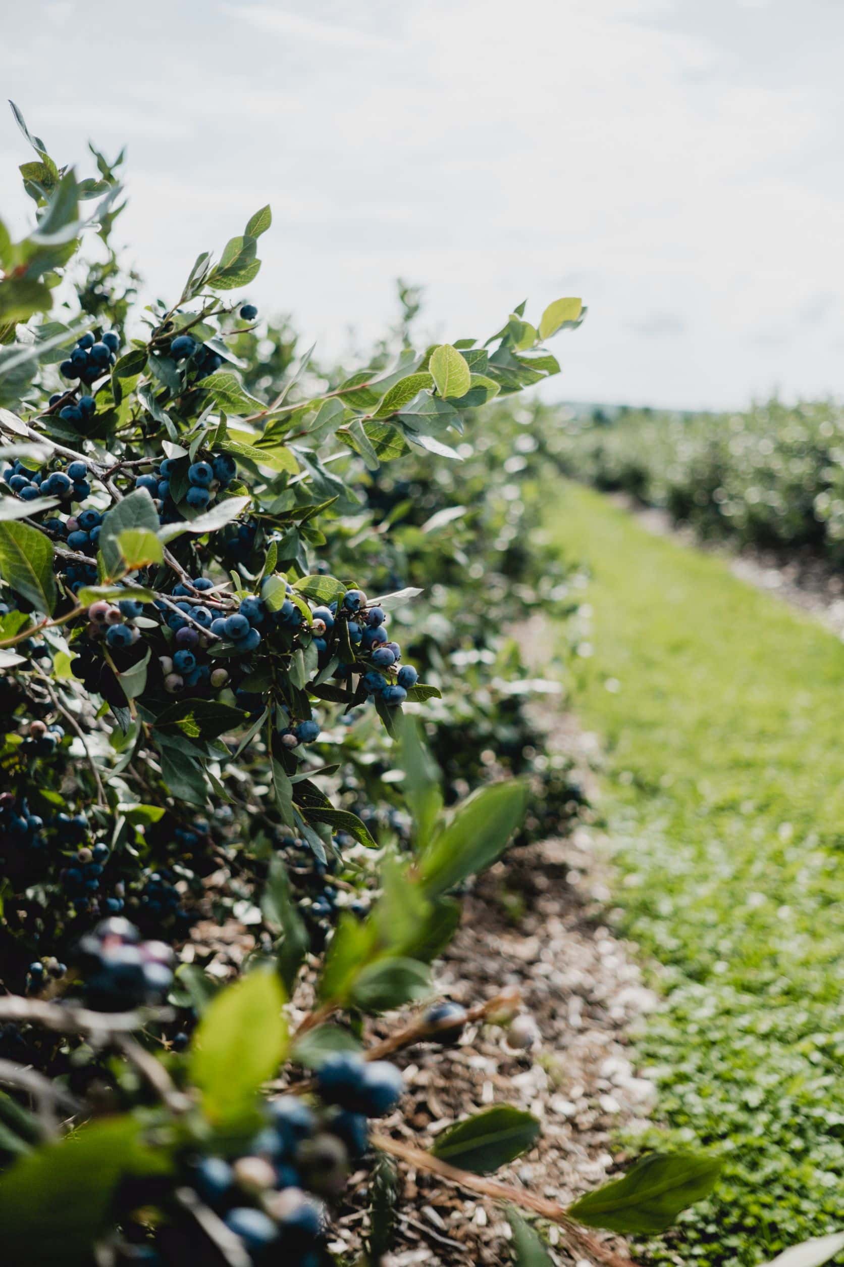 La limonade aux bleuets de Bleuetière Marland Tastet