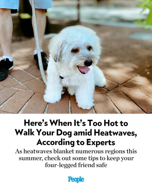 Here’s When It’s Too Hot to Walk Your Dog amid Heatwaves, According to