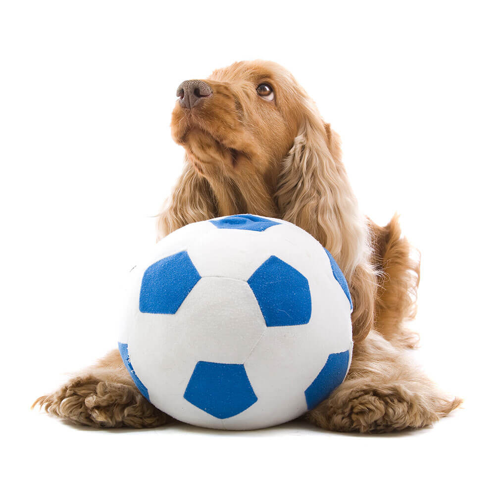 5 fun games to play with your dog TastyBone