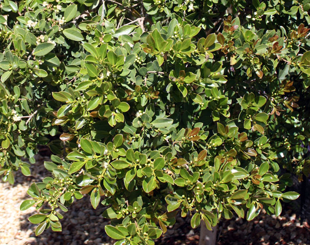 Strawberry Guava tree TastyLandscapeTastyLandscape