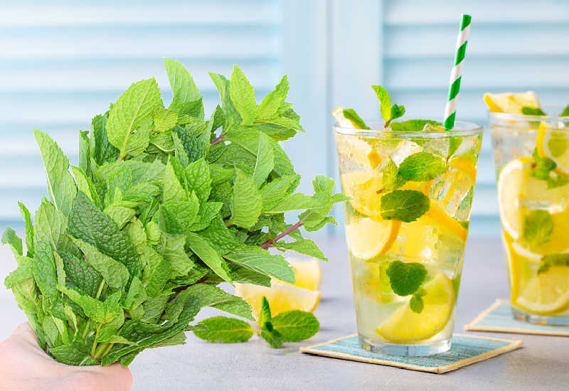 8 Best Mint Substitutes For Any Kitchen Use