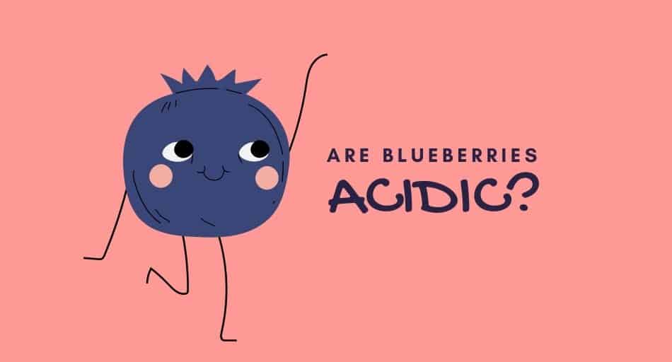 Are Blueberries Acidic? (Bad for GERD?) Tastylicious