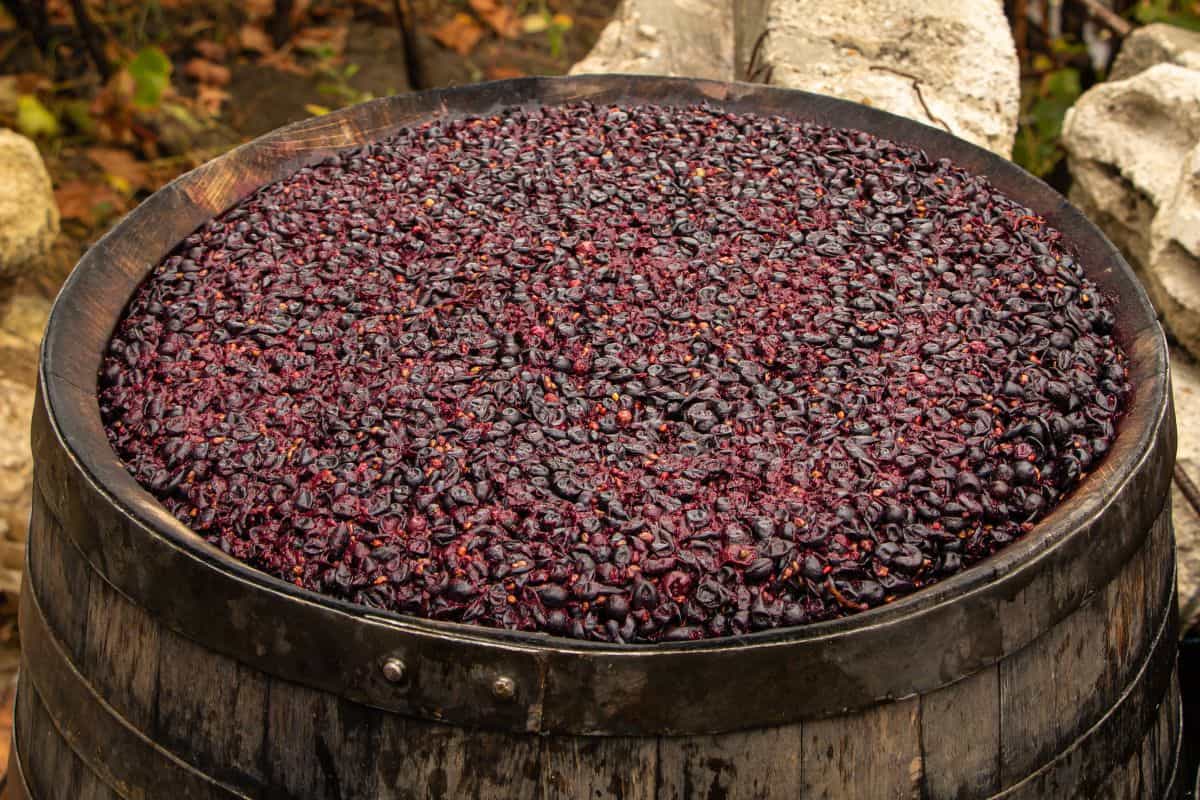 Does Wine Have Yeast? Tasty Vino