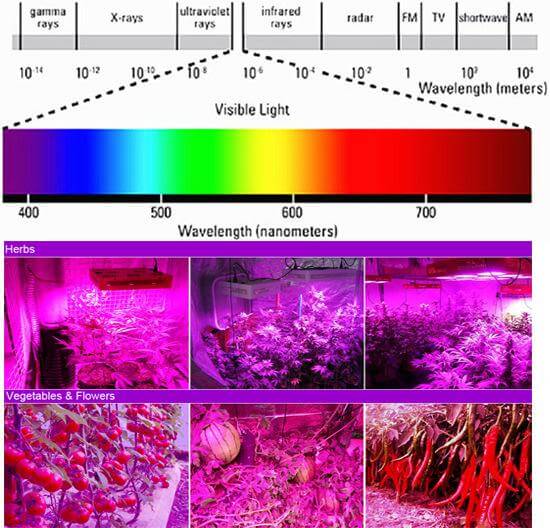 Led Bulb for Tomato is Amazing Tatalux Led bulbs lamps OEM