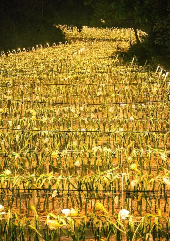 LED grow lightsled pitaya bulb fill the light at night