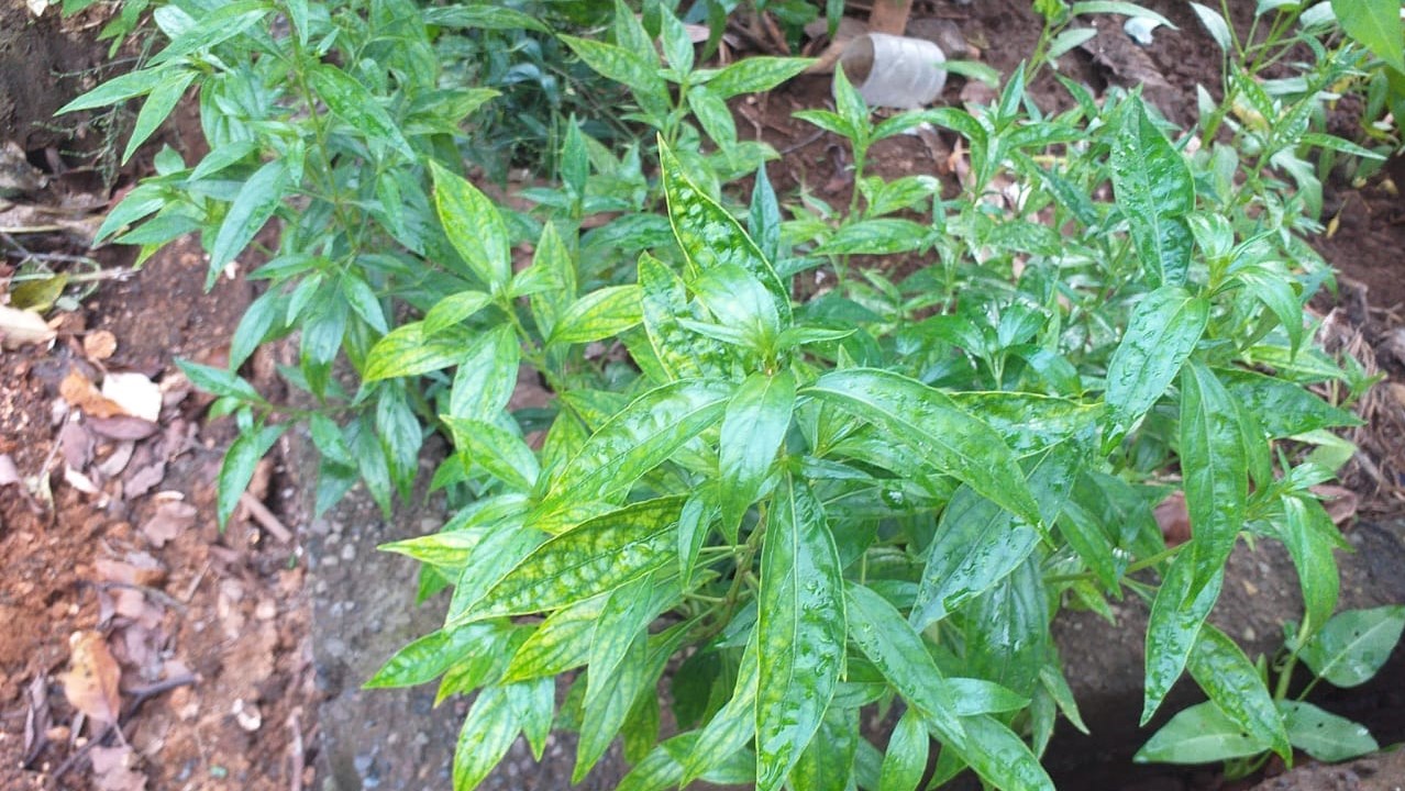 Sambiroto, Si Pahit dengan Khasiat Melimpah – tatkala.co