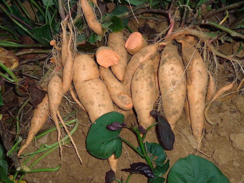 Vardaman Plant Farm