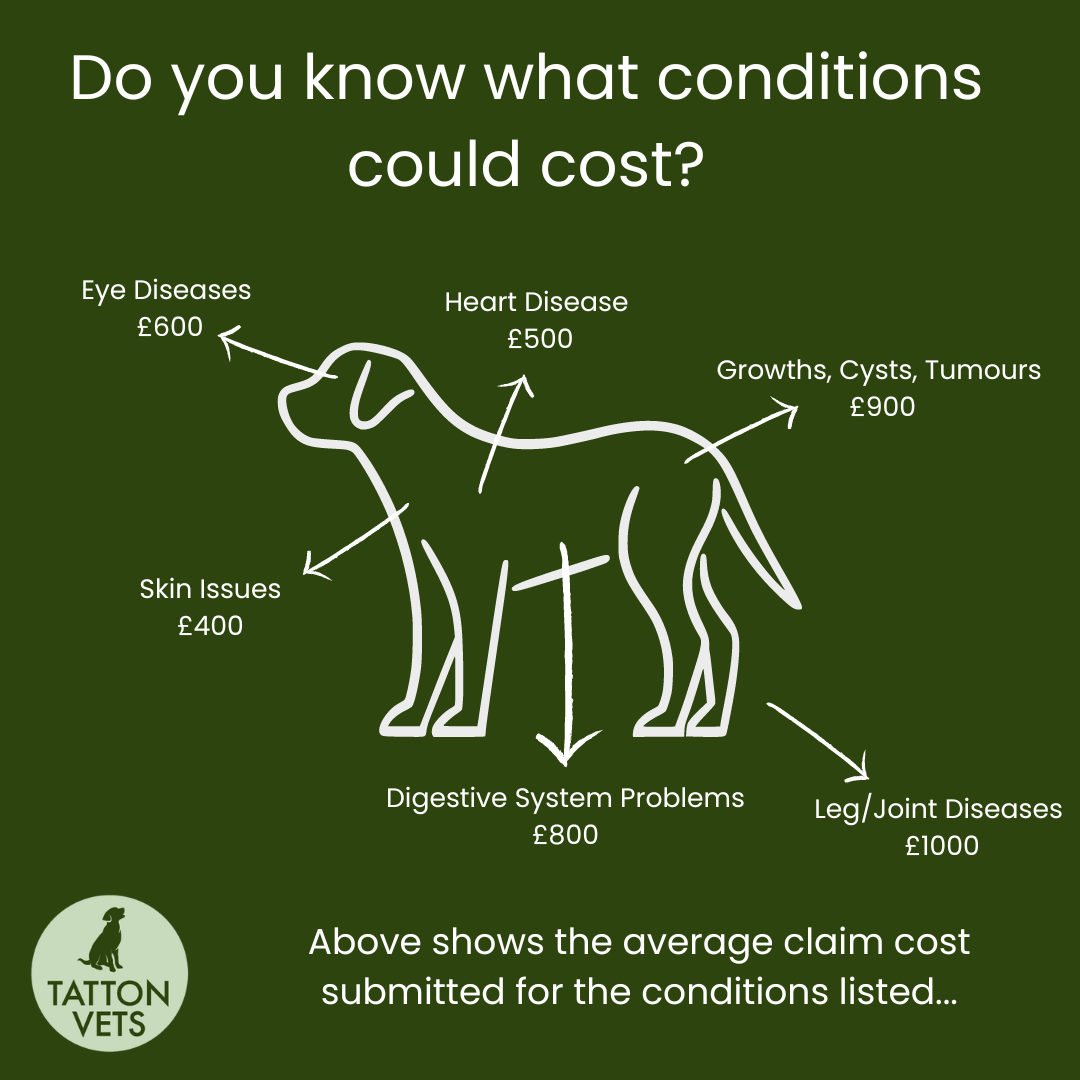Which pet insurance is best? Tatton Veterinary Practice