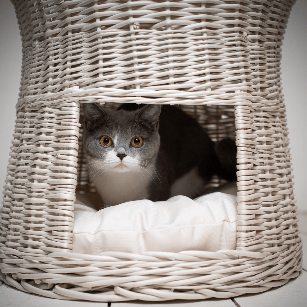 Understanding Stress in Cats Signs, Causes, and Management Tatton
