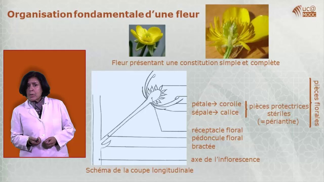 Une fleur перевод на русский une fleur перевод с французского на