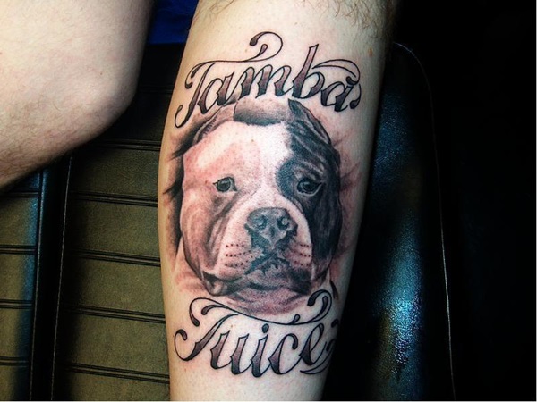 American bully American bully pocket, American bully, Big dogs Tatuagens e Significados do Pit Bull » Tatuagens HD