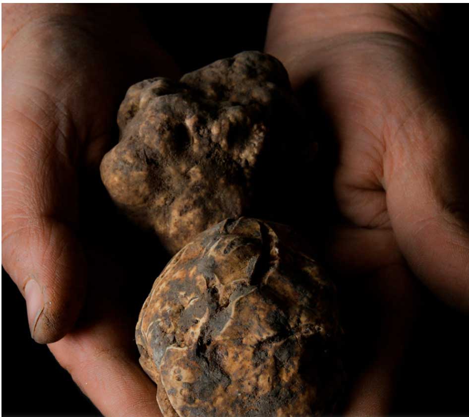 SANDHURST TRUFFLES Tavolino Food and beverage distributor in Perth WA