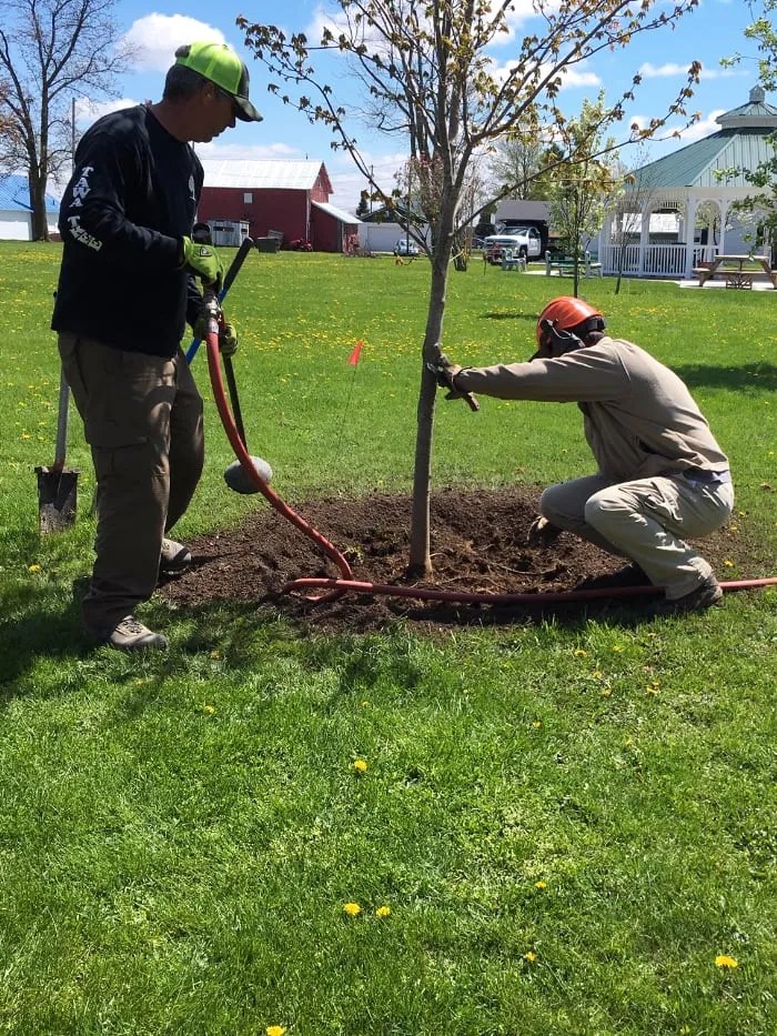 PLANT HEALTH CARE Tawa Tree and Lawn Care, Ottawa, OH