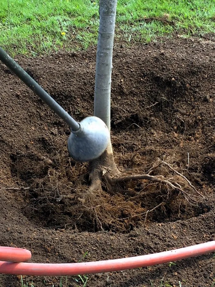 PLANT HEALTH CARE Tawa Tree and Lawn Care, Ottawa, OH