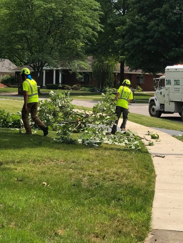 TREES Tawa Tree and Lawn Care, Ottawa, OH