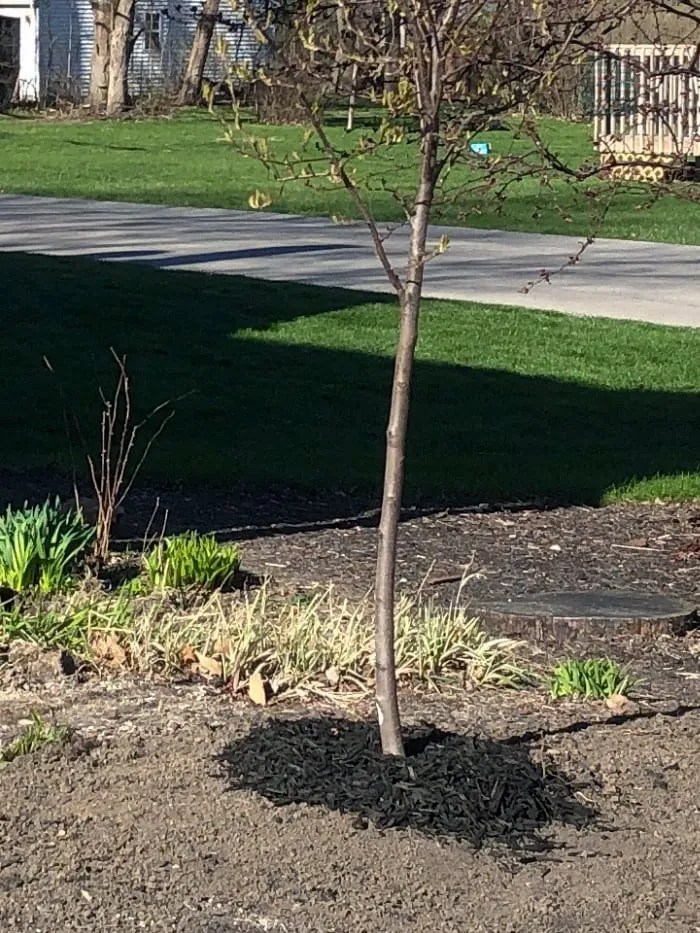 TREES Tawa Tree and Lawn Care, Ottawa, OH