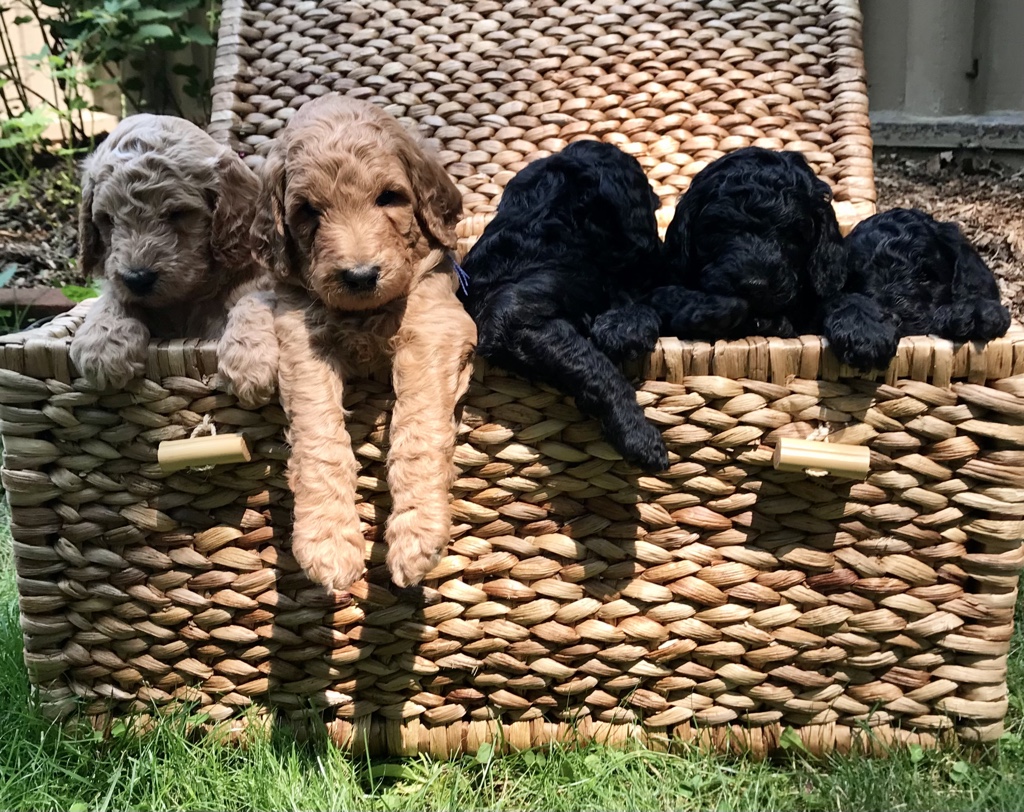 AKC Standard Poodles For Sale Near Green Bay, Wi TAW Standard Poodle