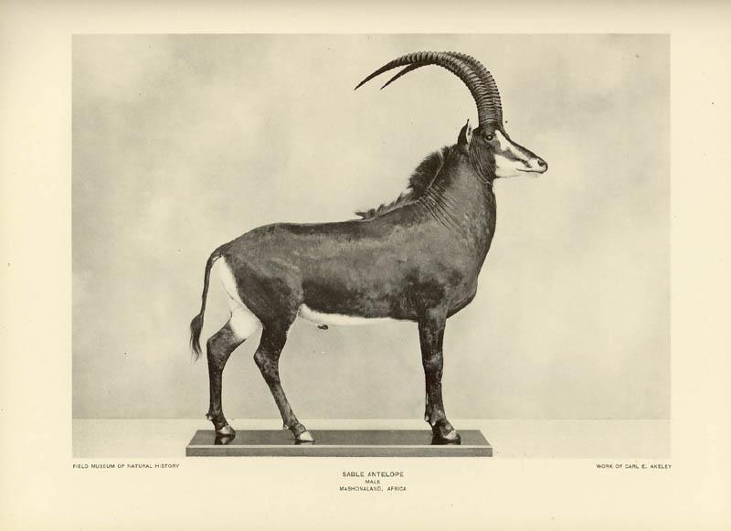 Carl Ethen Akeley Taxidermy