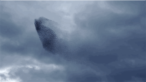 A Murmuration As Art Installation Taylor Holmes inc.