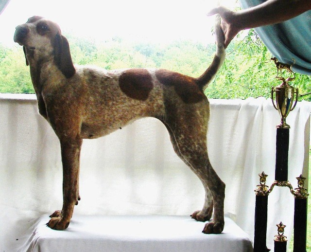 Taylor Made Kennels English Coonhound Stud