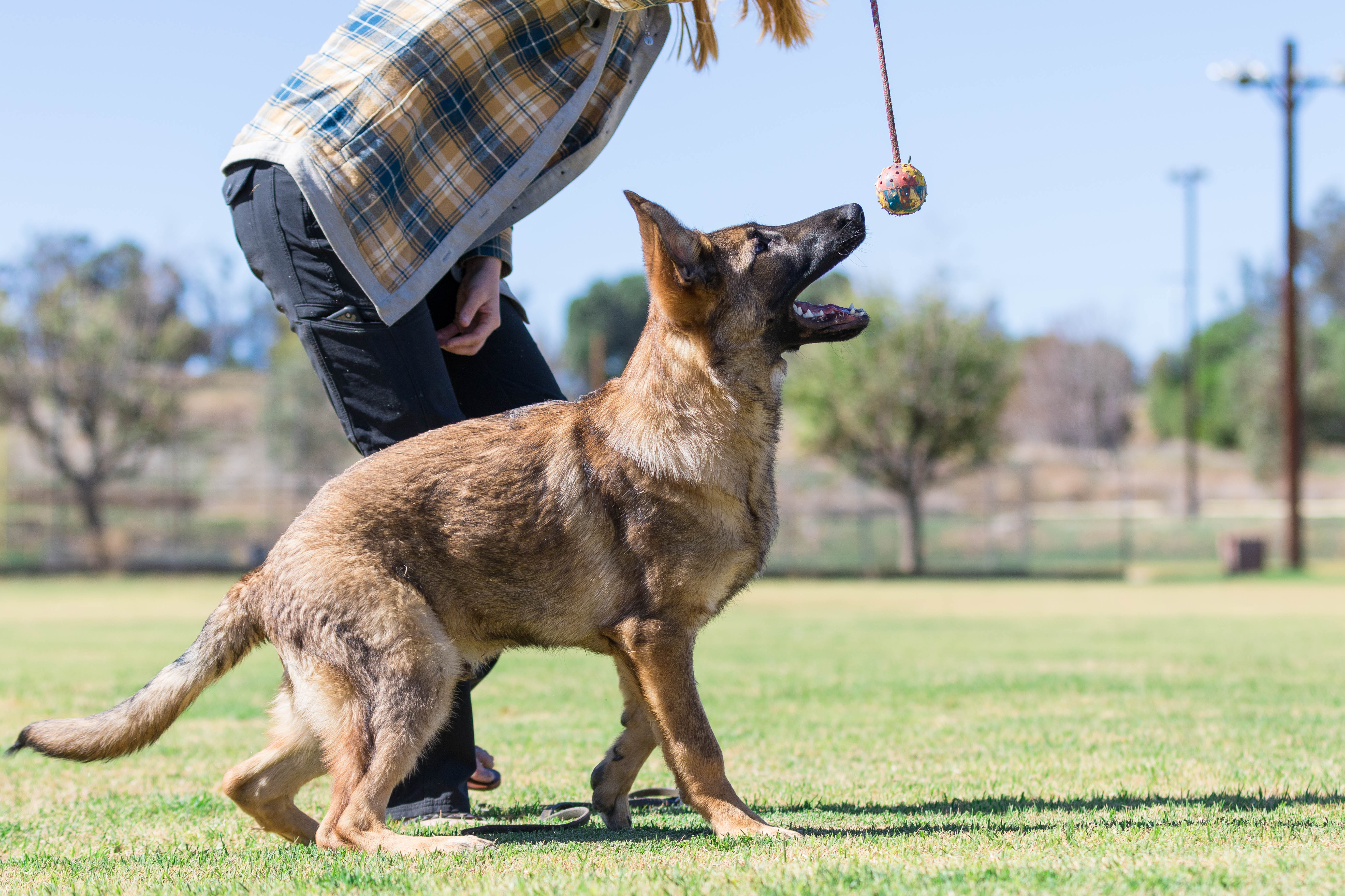Puppies for Sale Taylor Made Working Dogs