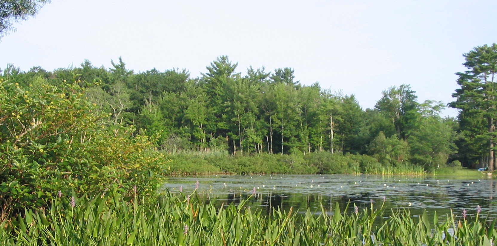 Taylor Pond Association Committed to maintaining the water quality of