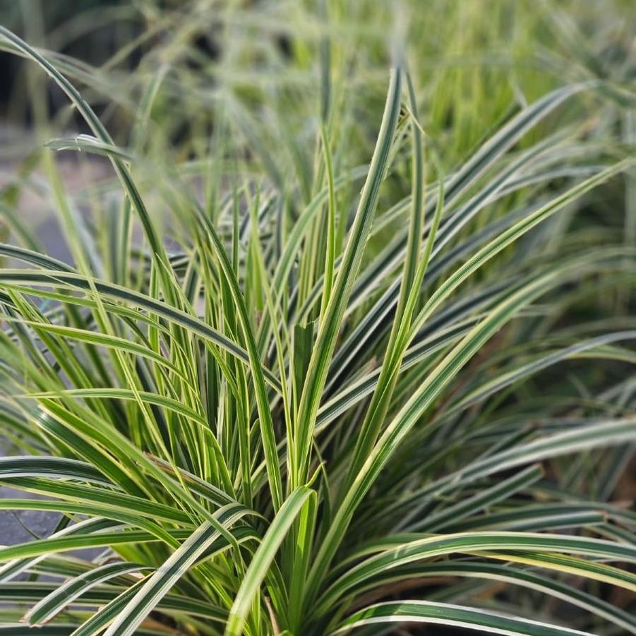 Carex oshimensis 'Feather Falls™' Feather Falls™ Carex (Japanese Sedge