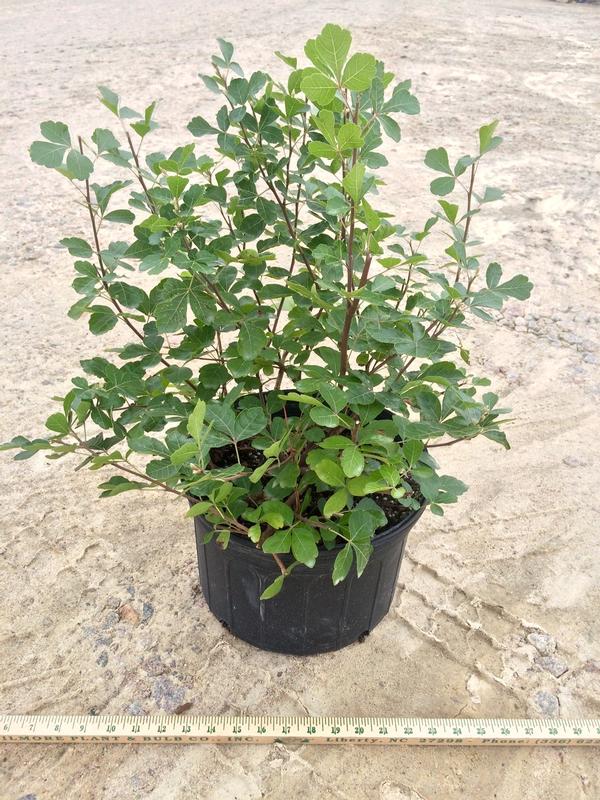 Grow Low Sumac Rhus x Grow Low from Taylor's Nursery