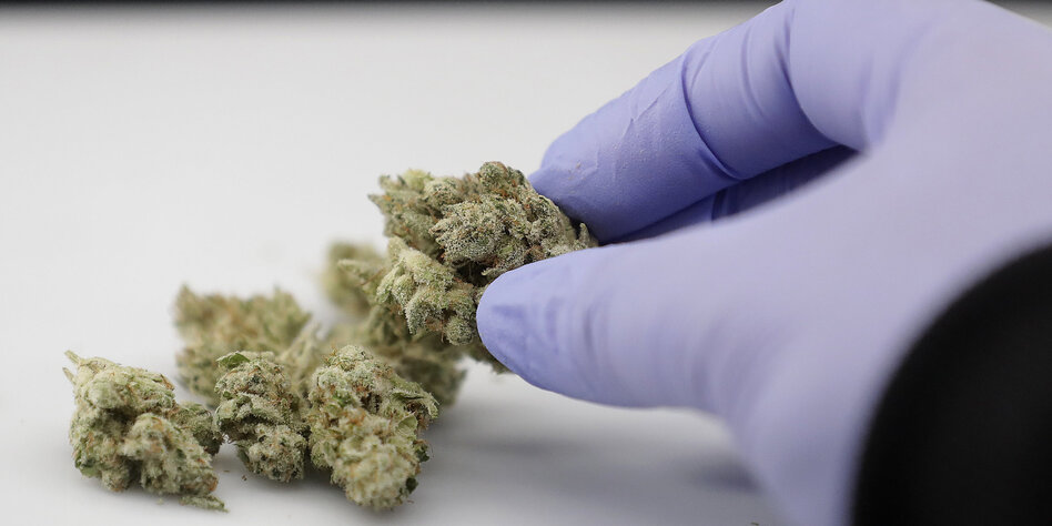 Apotheker Über Medizinisches Cannabis: „Es Geht Um Lebensqualität