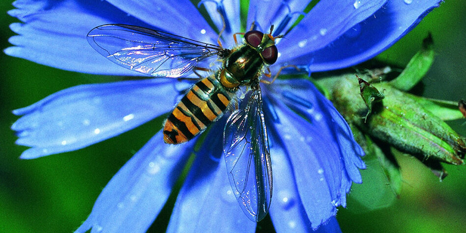 Artenschutz und Agrarindustrie Die Insekten sind weg taz.de