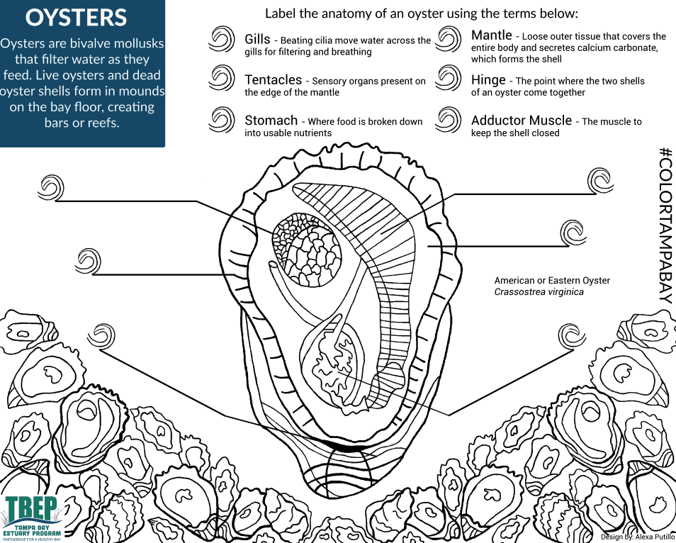 Estuary Anatomy Coloring Books Tampa Bay Estuary Program