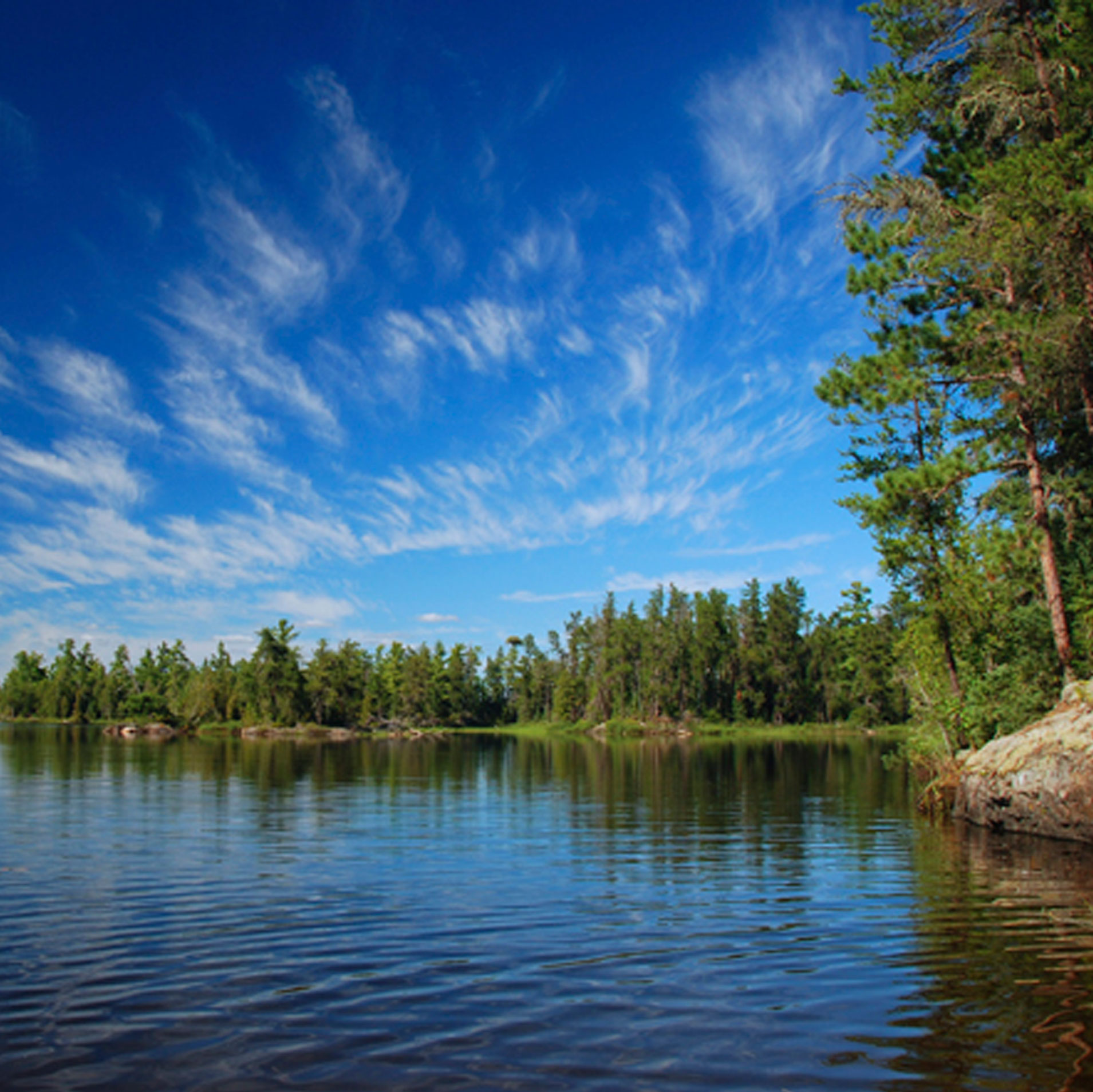 Historical and Cultural Significance of White and Red Pine in Quetico