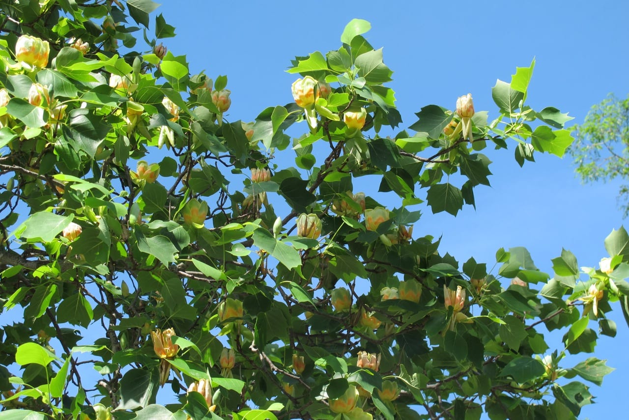 Tulip trees pros and cons TBR News Media