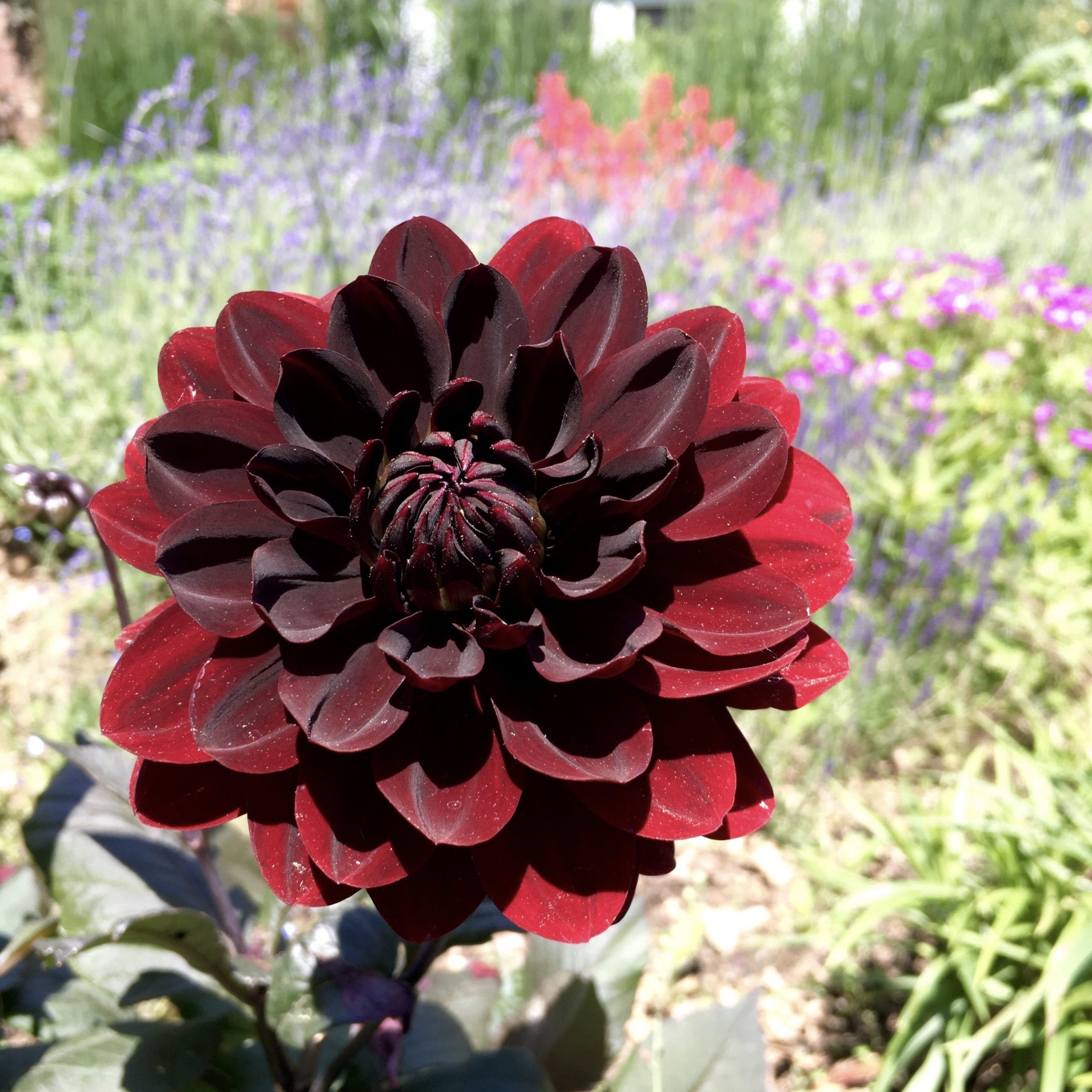 The Gardener’s Delight Dependably deerproof annuals provide weeks of