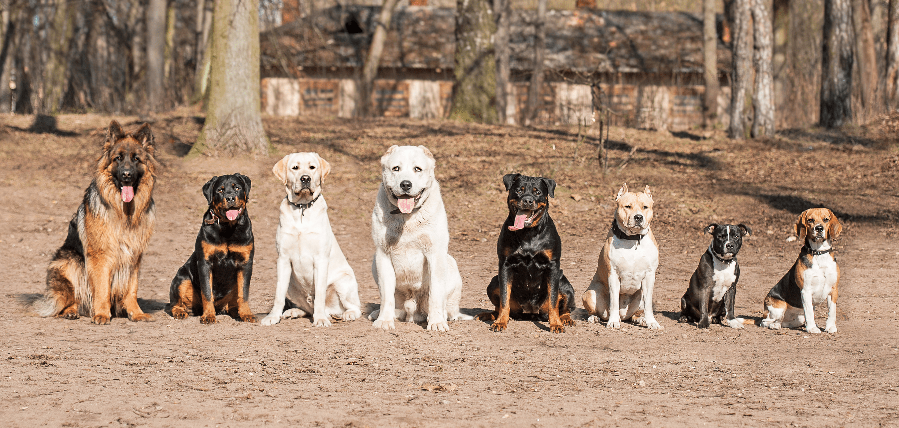 What Is Dog Board Training