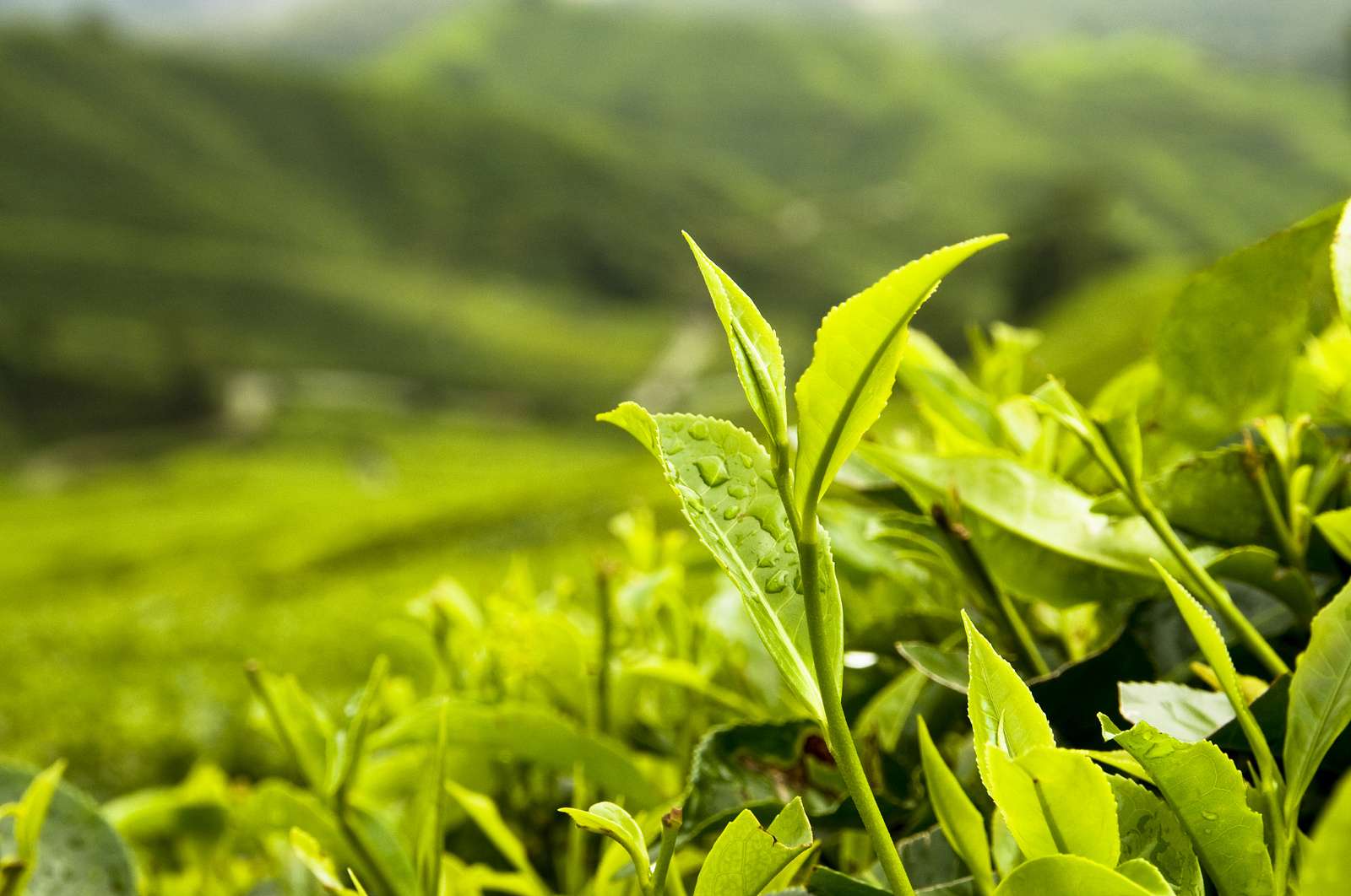 The Importance of Organic Tea Health & WellBeing T Ching