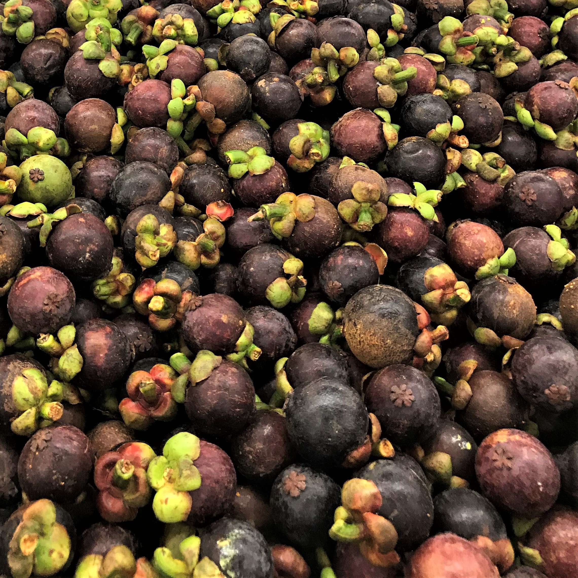 Mangosteen Tea Beyond the Basics T Ching
