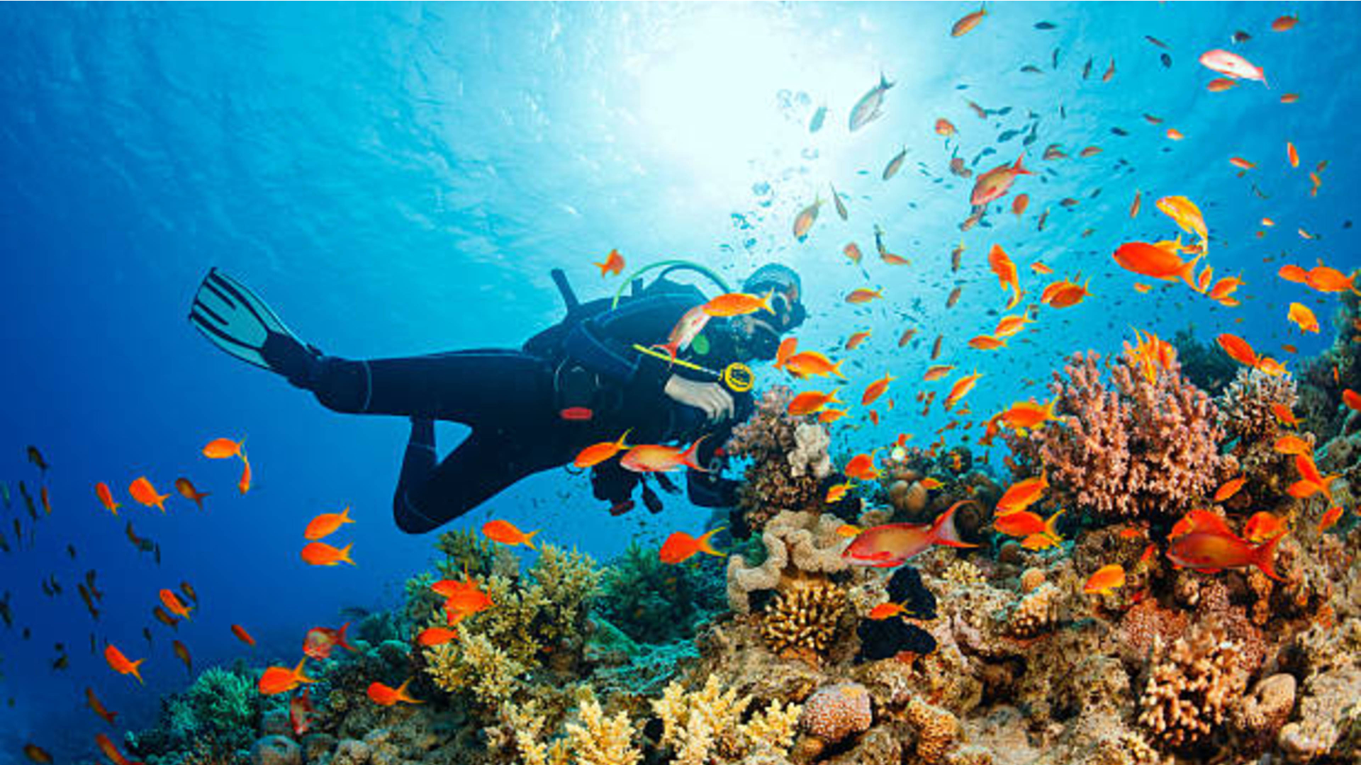 10 Best Scuba Diving Spots in Malaysia TCI