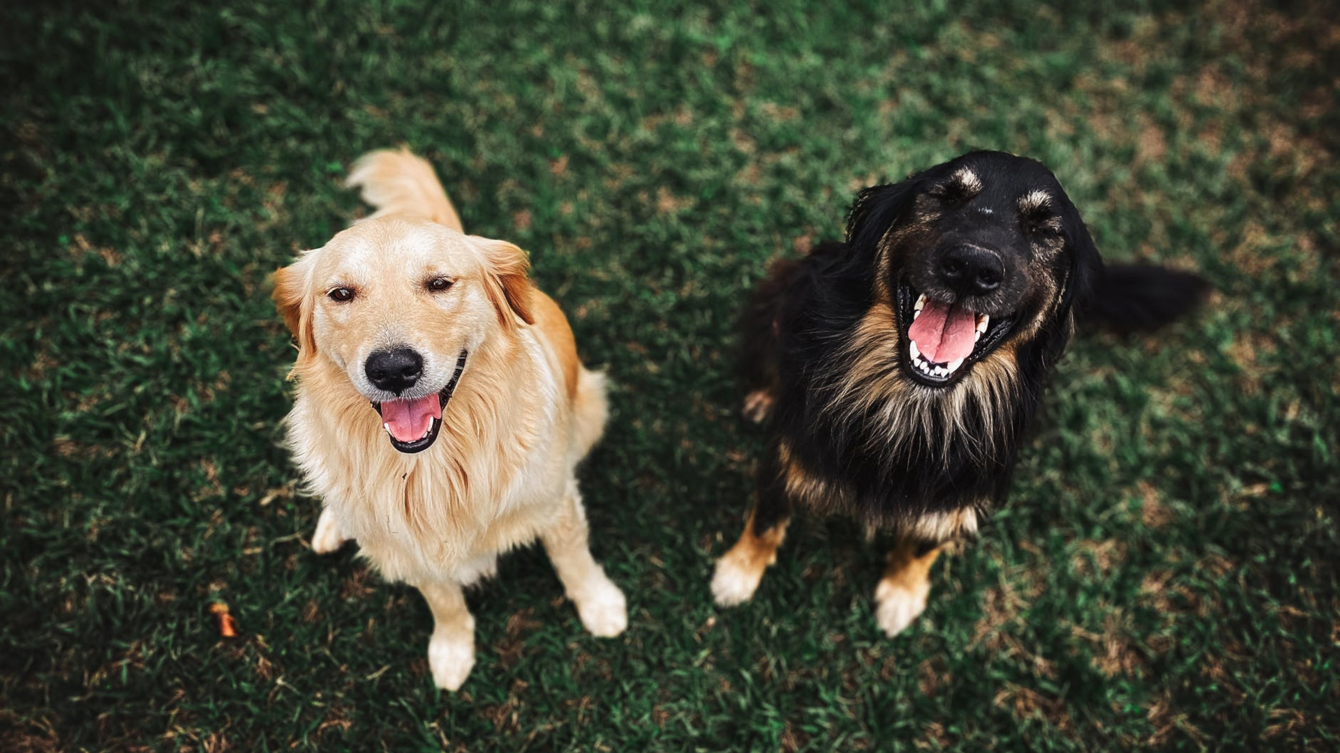 8 Ways to Help Your Dog Adjust to Your New Home TCI