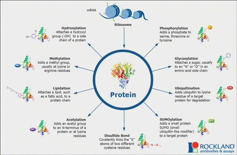 posttranslationalmodificationsptm