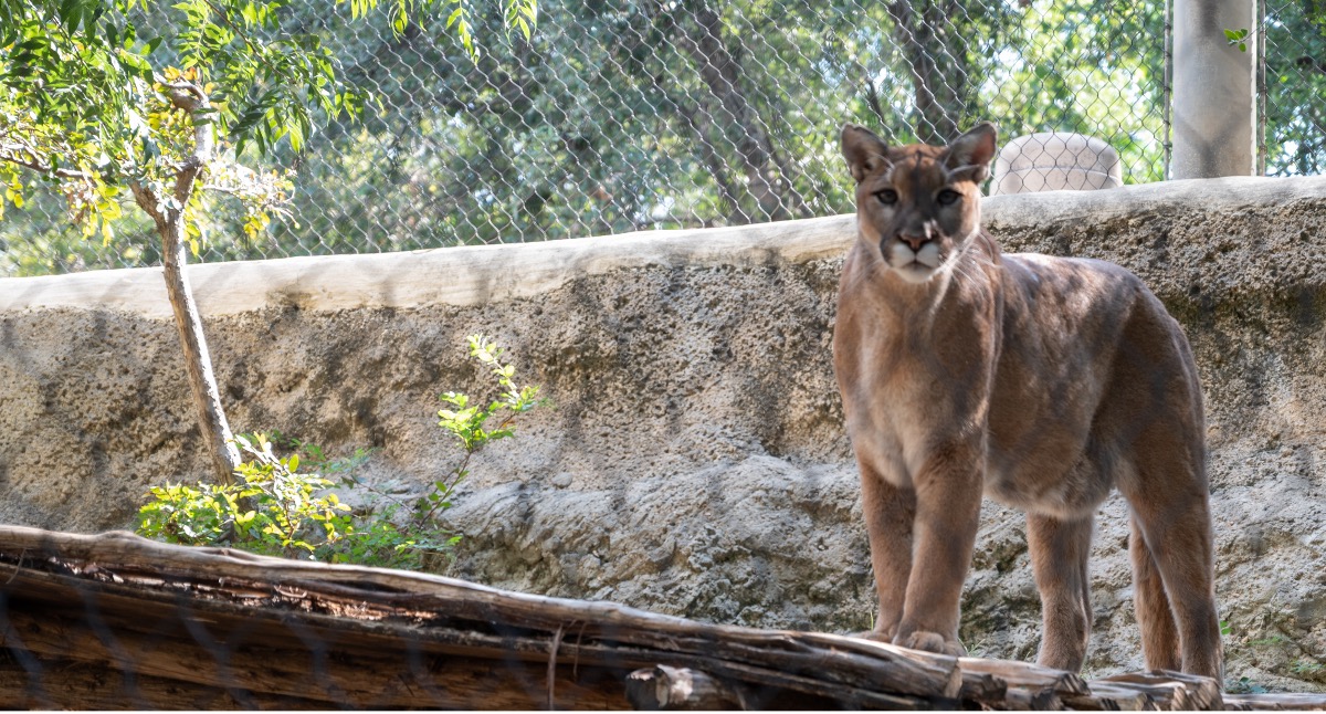 Fort Worth Zoo to celebrate 30th Anniversary Festival TCU 360