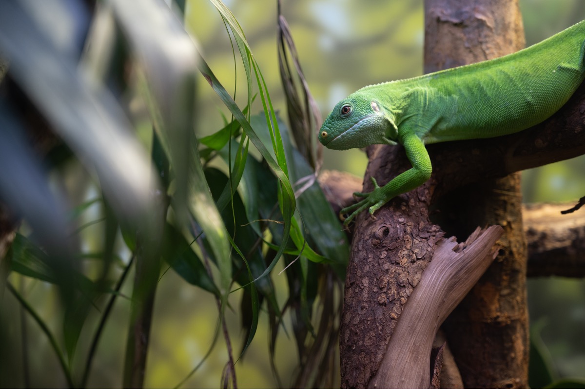 Fort Worth Zoo to celebrate 30th Anniversary Festival TCU 360