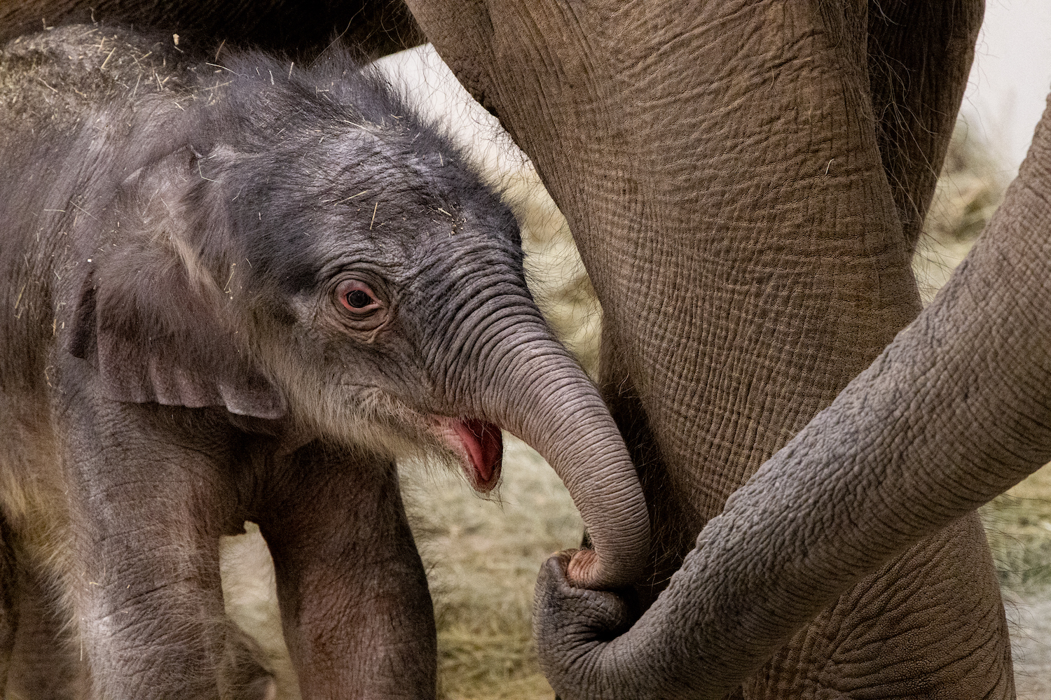 The Fort Worth Zoo names baby elephant, but visitors will have to wait