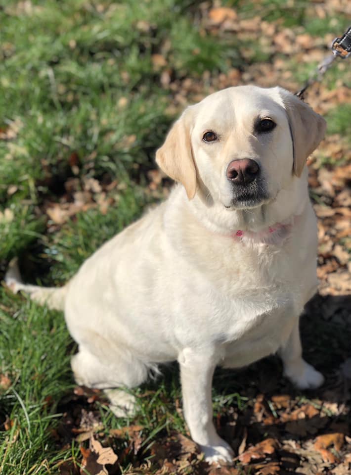 Pet Boarding Pleasanton Pet Hotel Pleasanton, CA