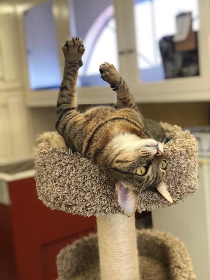 Pet Boarding Pleasanton Pet Hotel Pleasanton, CA