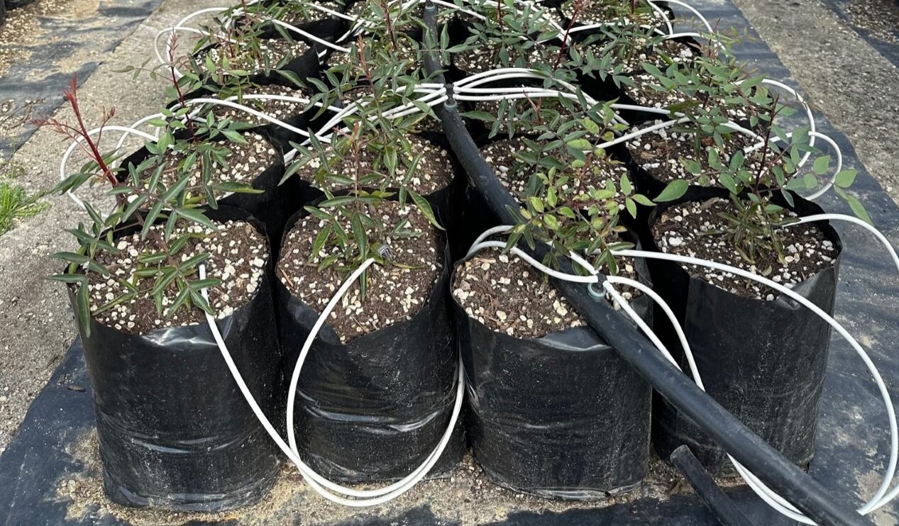 Save With Plastic Plant Bags TDI Custom Packaging, Inc.