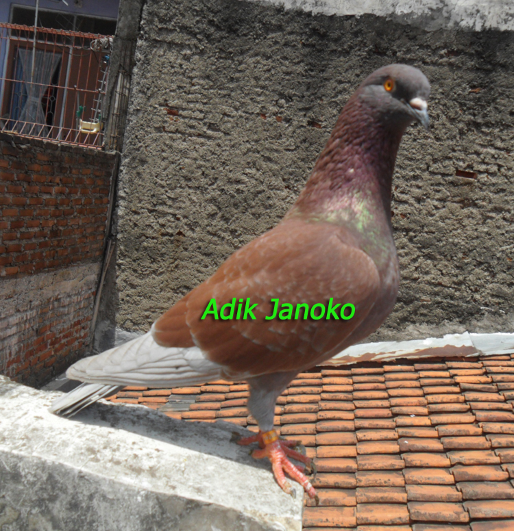 Induk Jantan | Merpati Balap Dasar Sprint