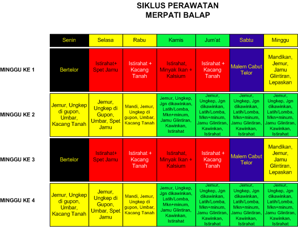 Tips Perawatan Merpati Balap | Merpati Balap Dasar Sprint