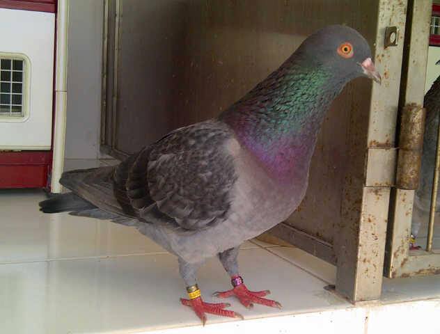 Merpati Balap Dasar Sprint | Breeder Merpati Balap Dasar Sprint